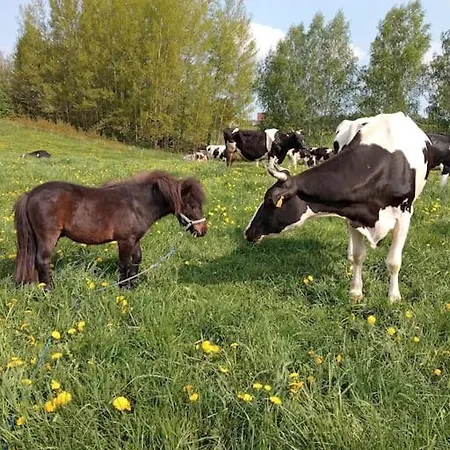 Brzozowa Polana Budry
